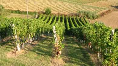 agricoltura - progetti - sicilia