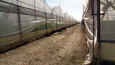 vittoria - produttori - fascia trasformata