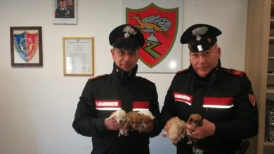 modica -cuccioli salvati