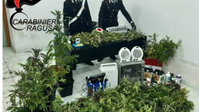 Comiso, piantagione di marijuana in una serra