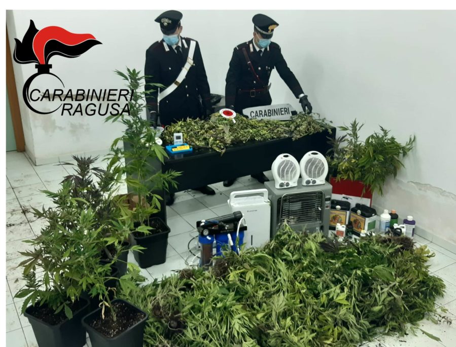 Comiso, piantagione di marijuana in una serra