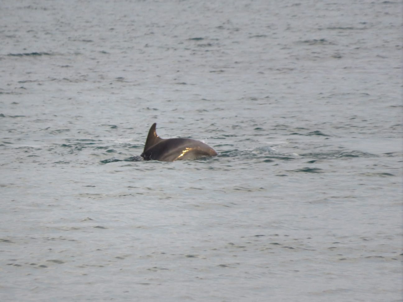 Scicli Delfini Nel Mare Di Pezza Filippa Video Ialmo