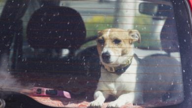 cane - auto - denunciato