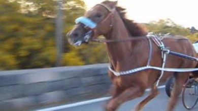 corse cavalli catania