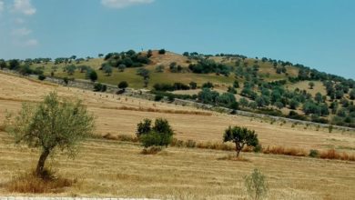 spighe verdi - ragusa