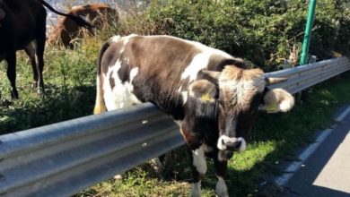 monterosso - mucca vagante