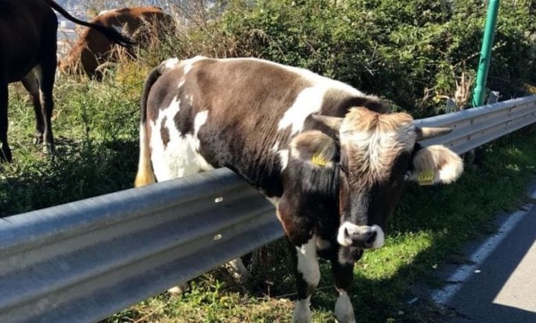 monterosso - mucca vagante