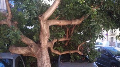 scicli - albero - auto