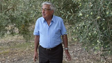 olio - raccolta olive