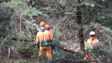 lavoratori forestali - orazio ragusa