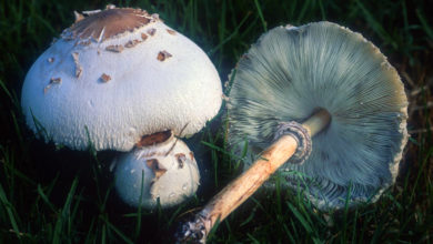 catania - intossicazione - funghi