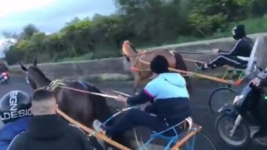 catania - maltrattamento - animali