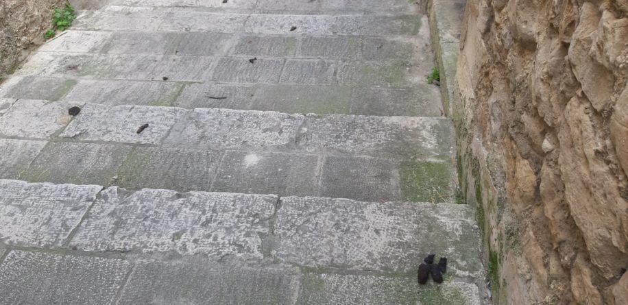 ragusa - deiezioni canine