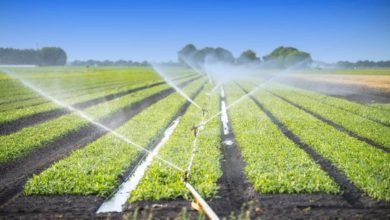 consorzi di bonifica - precari