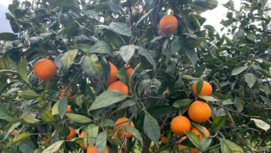 catania - raccolta - arance