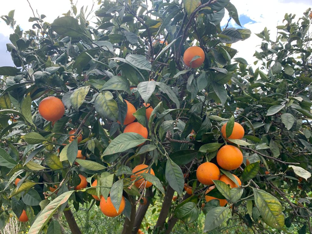 catania - raccolta - arance