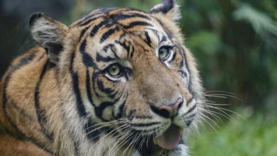 pozzallo - tigre - pony