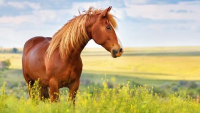 cavallo - lotteria - acate