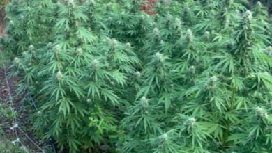 marijuana - agrumeto