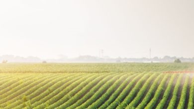 agricoltura - Sicilia